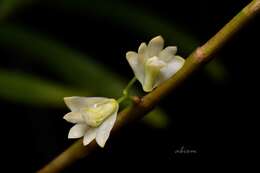 Слика од Dendrobium salaccense (Blume) Lindl.