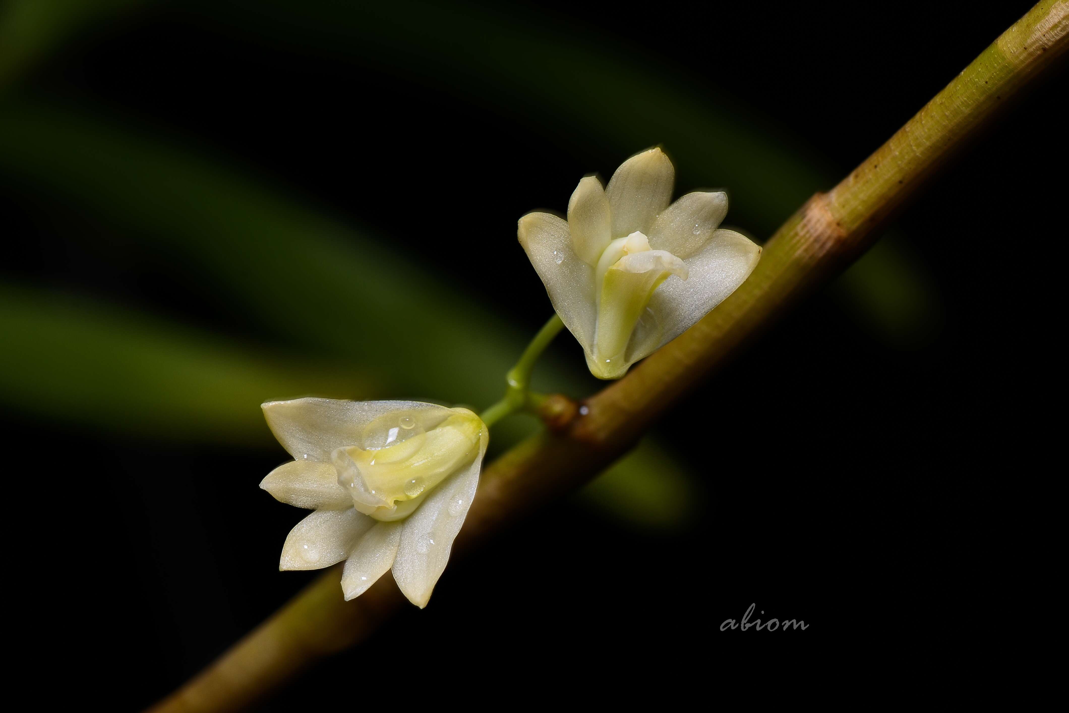 Imagem de Dendrobium salaccense (Blume) Lindl.