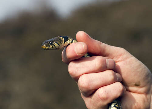 Image of Grass Snake