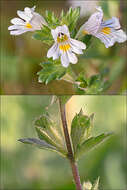 Image of Euphrasia officinalis L.