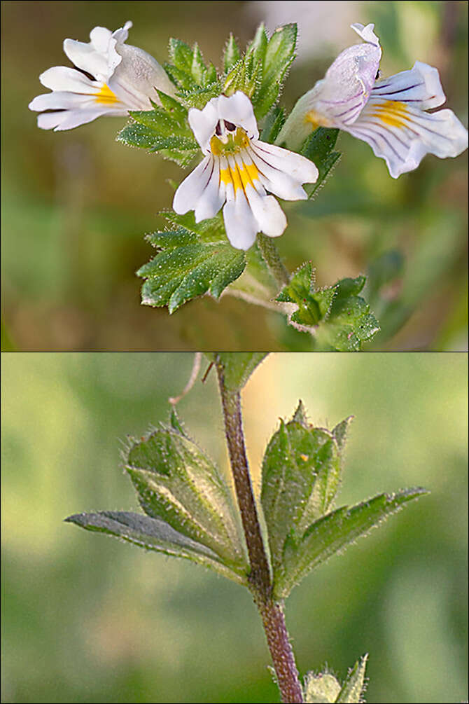 Imagem de Euphrasia officinalis subsp. officinalis