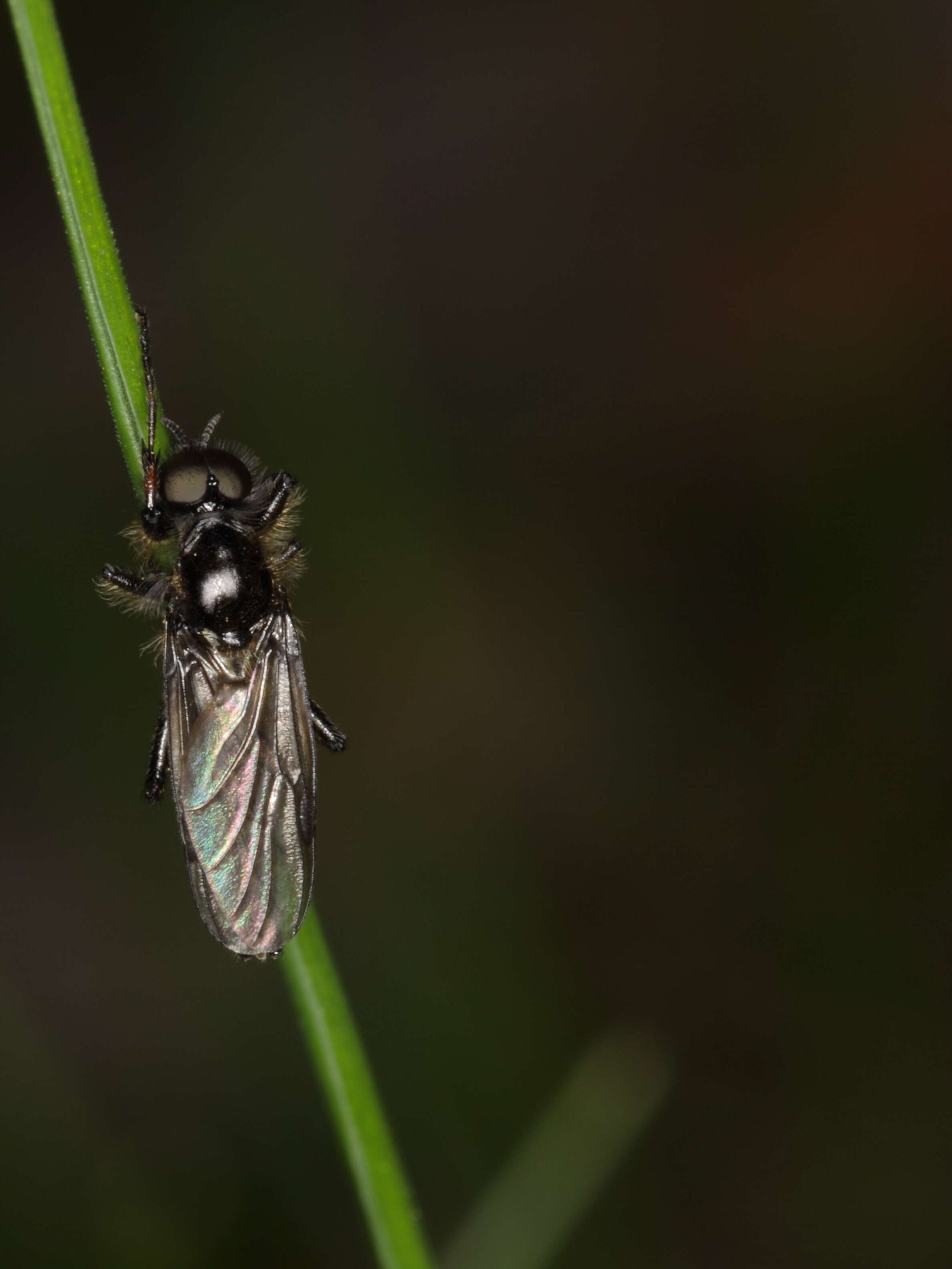 Image of march flies