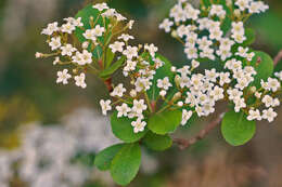 Image de Viburnum obovatum Walt.