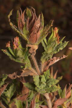 Image of Rockrose