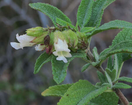 Слика од Lepechinia calycina (Benth.) Epling