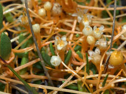 Image of Cuscuta tasmanica Engelm.