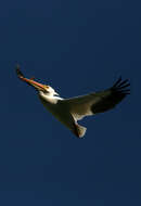 Image of American White Pelican