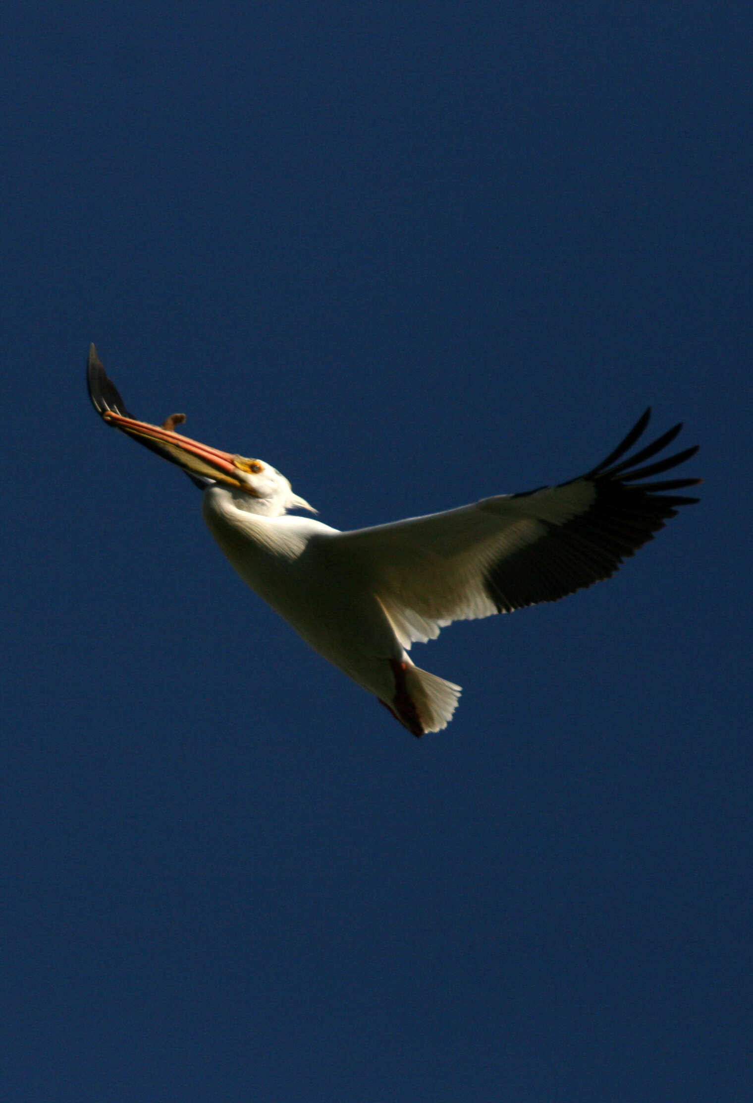 Image of pelicans