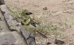 Image of African terrestrial barbets