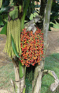 Image de Caryota