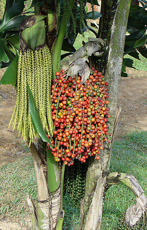 Imagem de Caryota urens L.