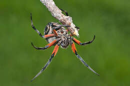 Image de Eriophora fuliginea (C. L. Koch 1838)