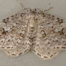 Image of Pearsall's Carpet Moth