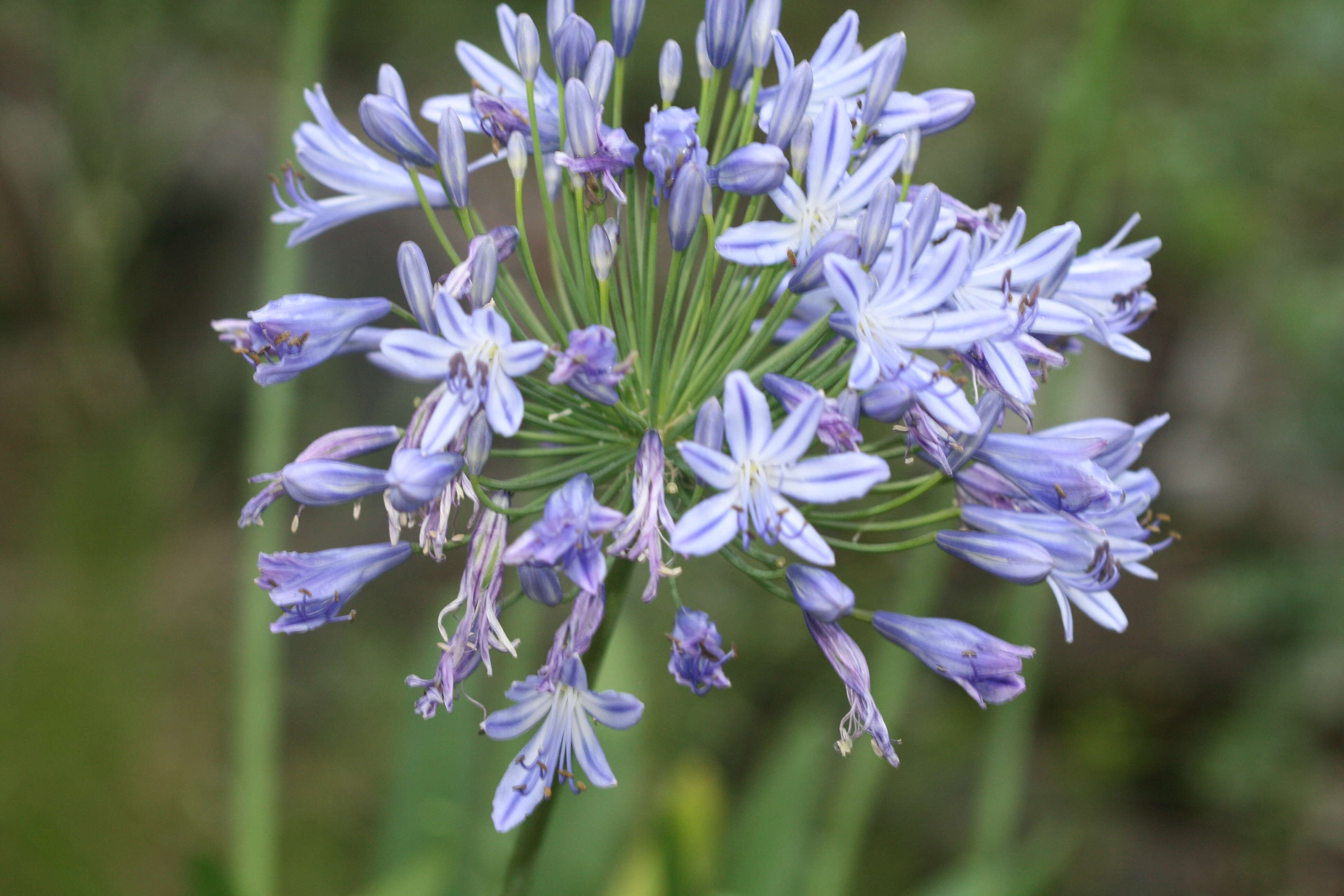 Imagem de Agapanthus praecox Willd.