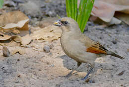 Image of Agelaioides Cassin 1866