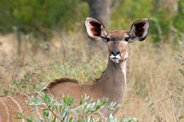 Image of Spiral-horned Antelope