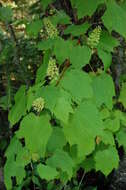 Image of mountain maple