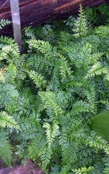 Image of Asplenium dregeanum Kunze