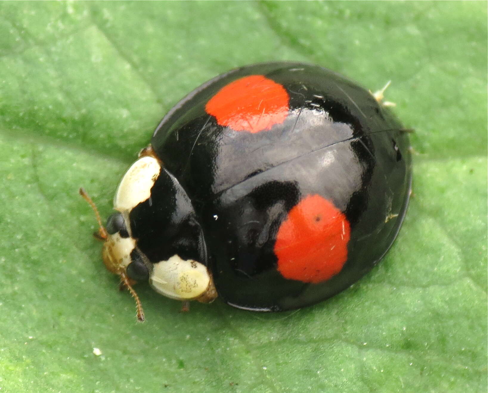 Image of Harmonia axyridis (Pallas 1773)