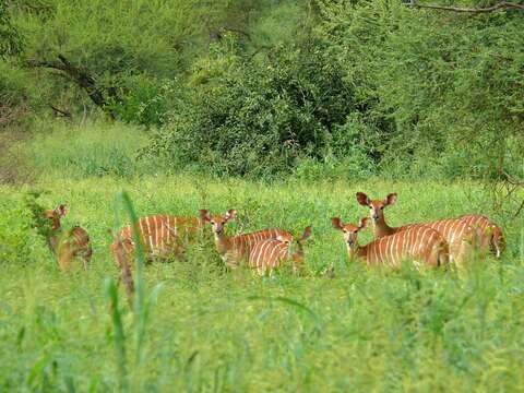 Image of Spiral-horned Antelope