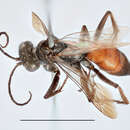 Image of Arachnospila anceps (Wesmael 1851)