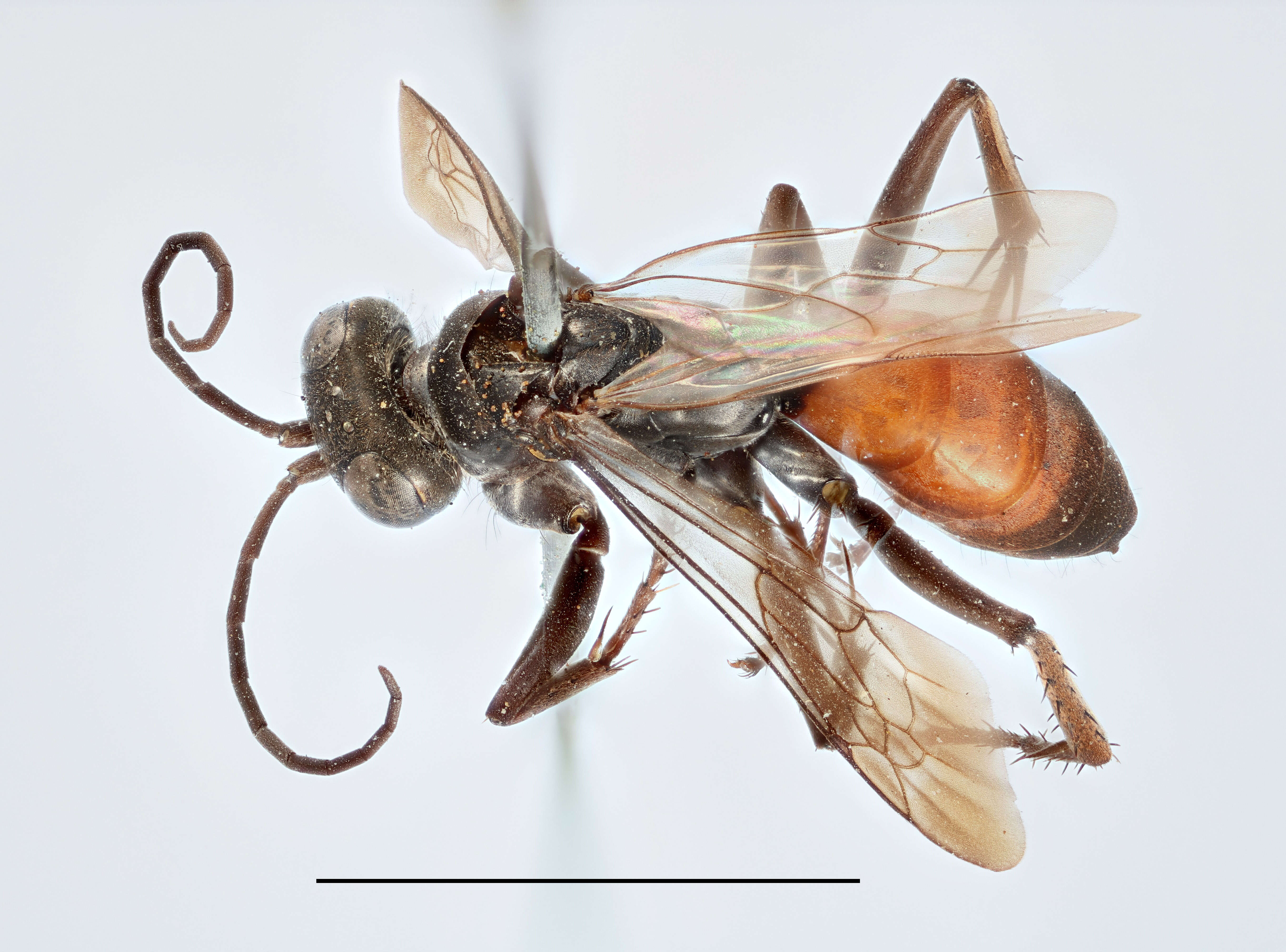 Image of Arachnospila