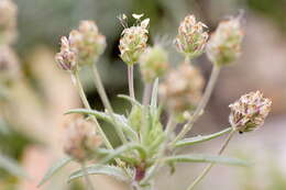 Image of glandular plantain