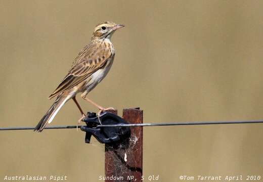 Image of Australian Pipit