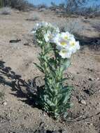 Image of Mojave pricklypoppy