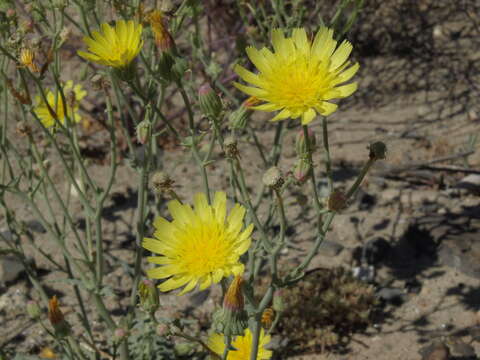 Image de Malacothrix sonchoides (Nutt.) Torr. & A. Gray