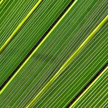 Image of Cabbage Palm