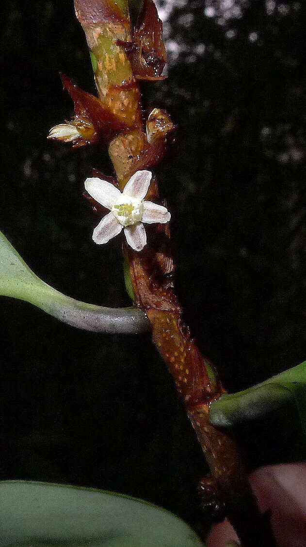 Image of Erythroxylum nobile O. E. Schulz