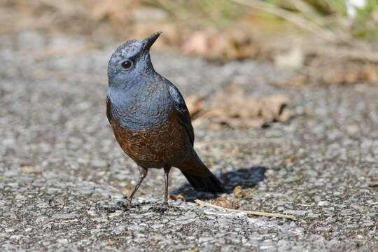 Image of Blue Rock Thrush