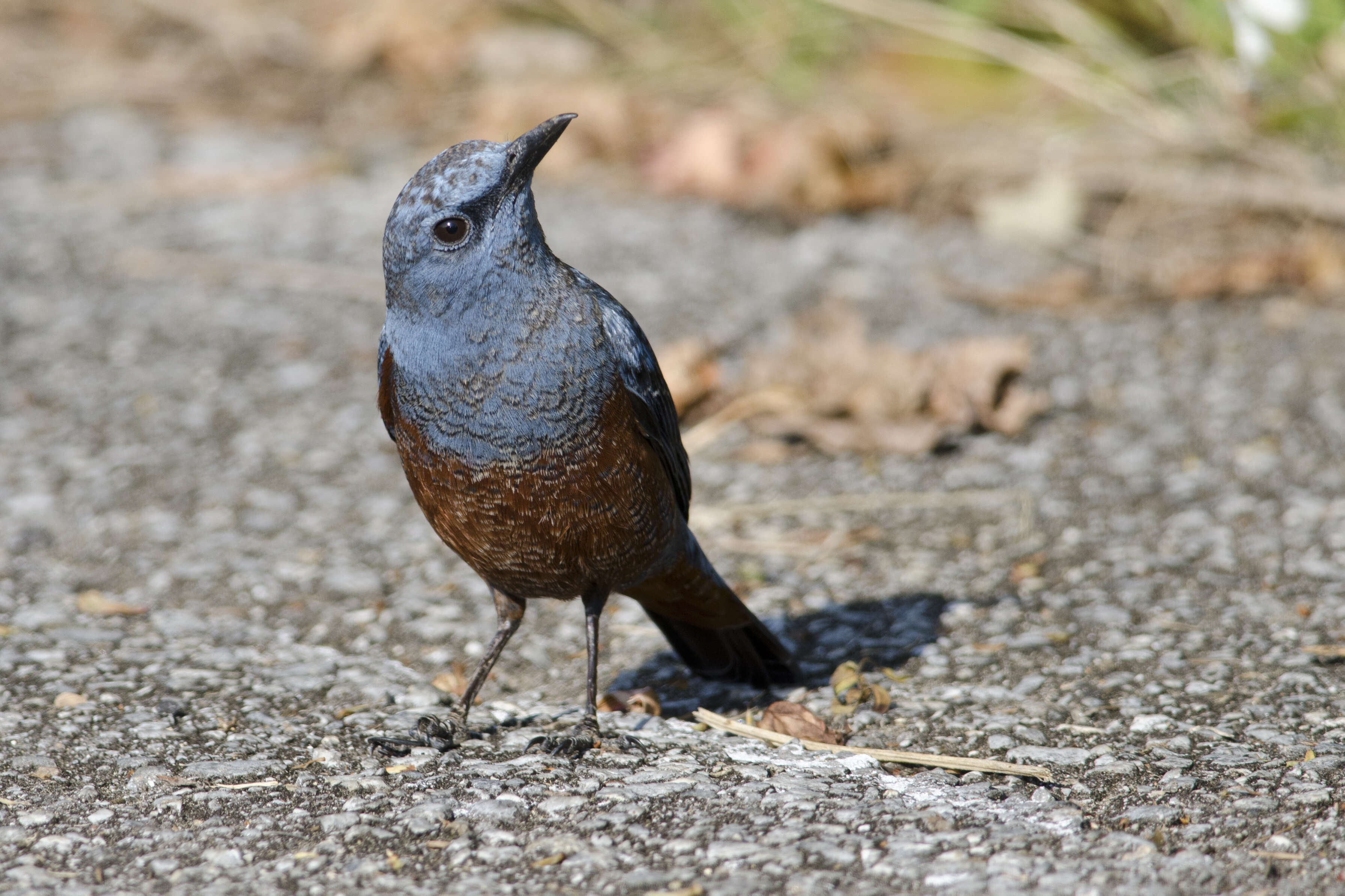 Plancia ëd Monticola solitarius (Linnaeus 1758)