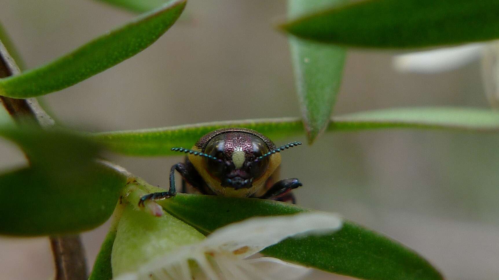 Image of Castiarina