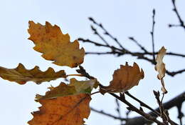 Image of Quercus