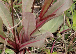 Image of brookweed