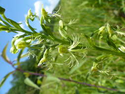 Image of Fringed orchids