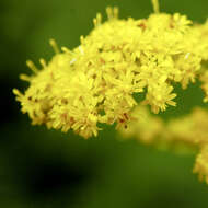 Image of goldenrod