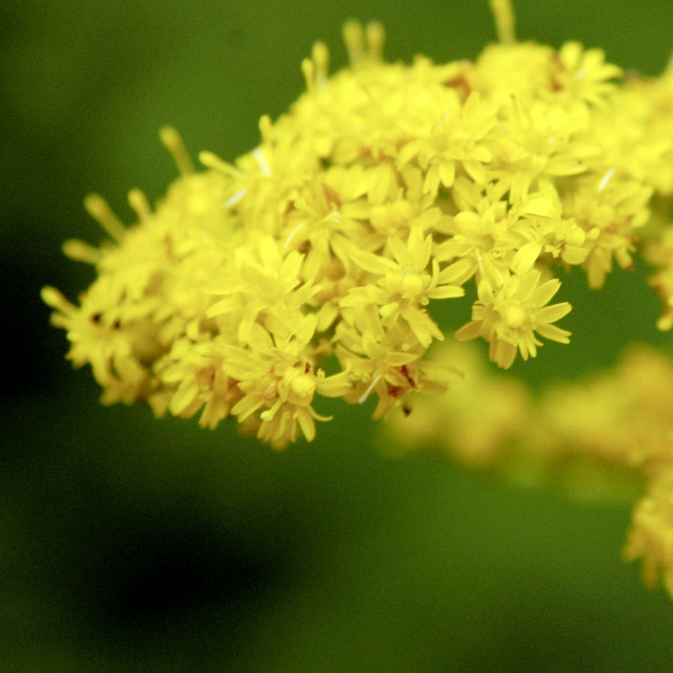 Image of Canada goldenrod