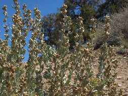 Image of timberline sagebrush