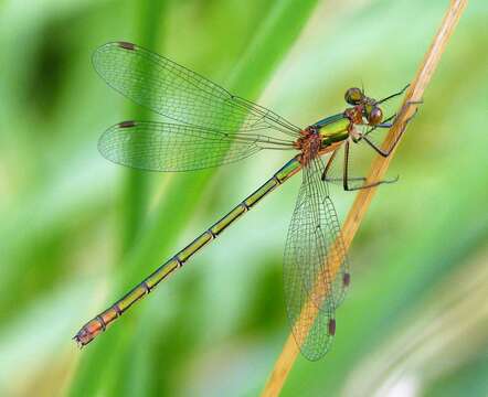 Image of Lestes Leach ex Brewster 1815