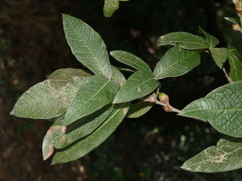 Image of Quercus rysophylla Weath.