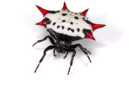 Image of Spinybacked Orbweaver