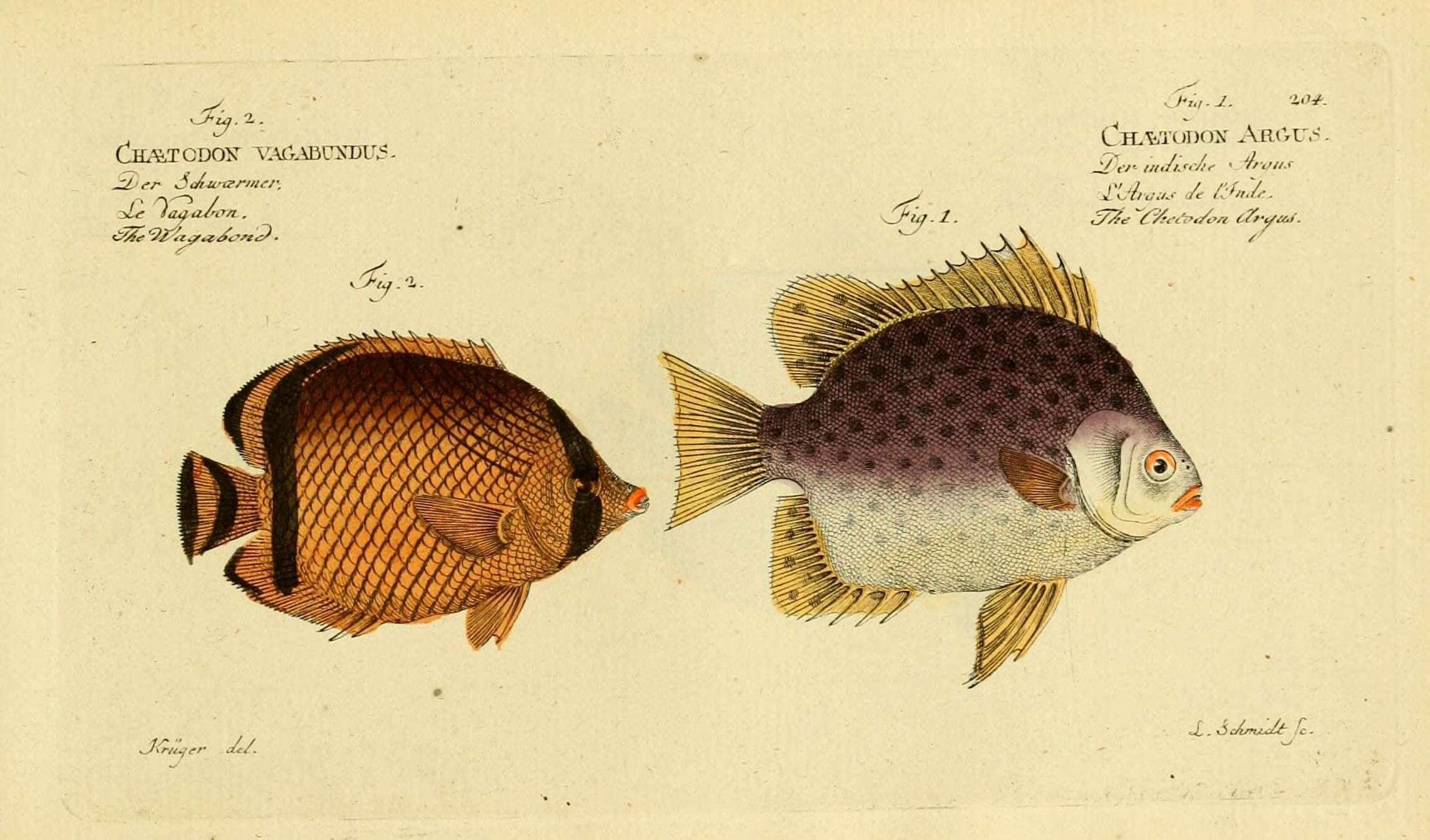 Sivun Chaetodon vagabundus Linnaeus 1758 kuva