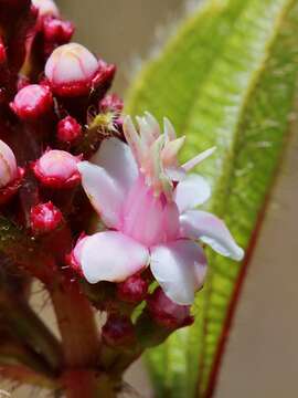 Image of Tococa guianensis Aubl.