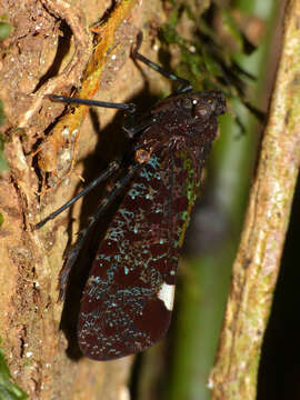 Image of Penthicodes (Ereosoma) bimaculata (Schmidt 1905)