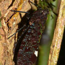 Image of Penthicodes (Ereosoma) bimaculata (Schmidt 1905)