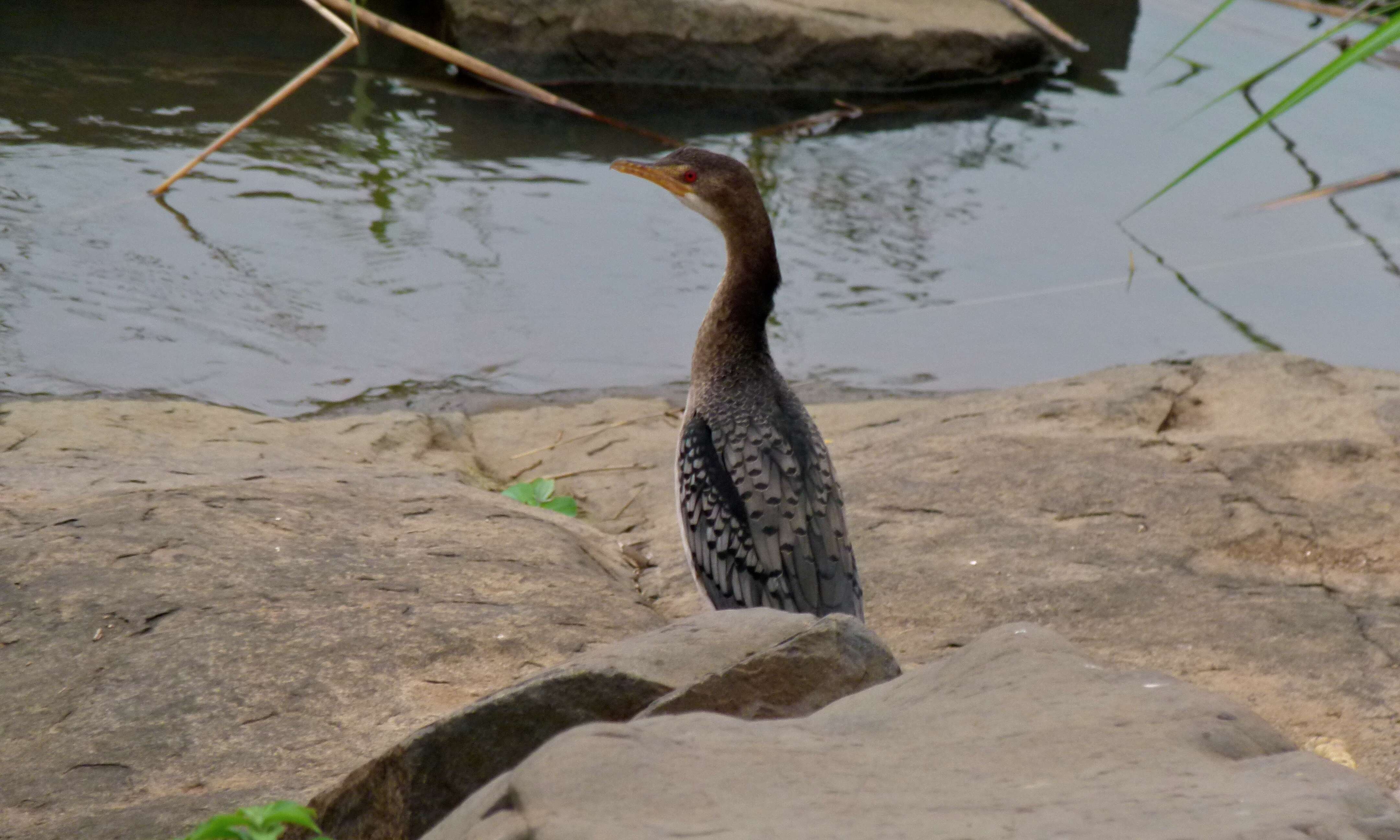 Image of Dwarf cormorants