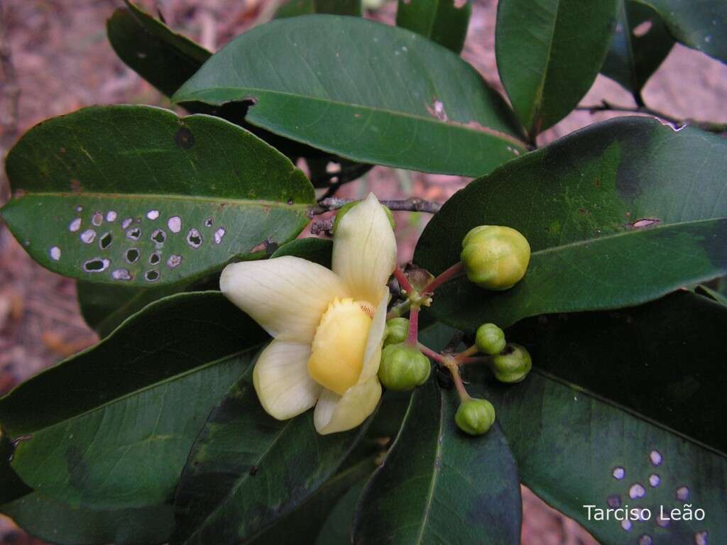 Imagem de Eschweilera ovata (Cambess.) Mart. ex Miers